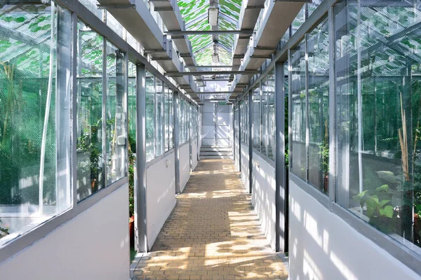 WROCLAW, POLAND - JUNE, 2017: Corridor in the greenhouse — Stock Photo, Image