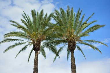 Palmiyelere bulutlu gökyüzü arka plan üzerinde.