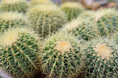 Bir varil kaktüsün üstüne keskin spines Close-Up