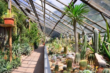 Wroclaw, Polonya - Haziran, 2017: İç tropikal Hall 