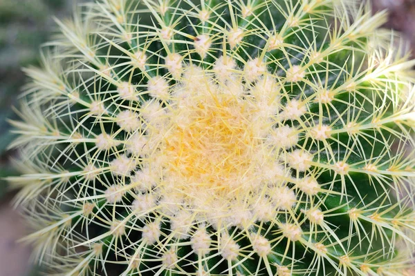 Primer plano de espinas afiladas en un cactus de barril — Foto de Stock