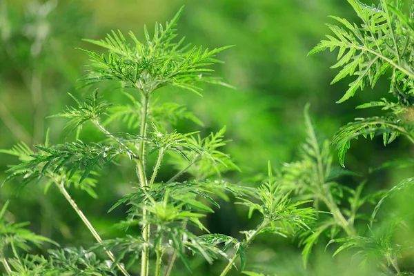 Ragweed-Ambrosia artemisiifolia, alergia — Fotografia de Stock