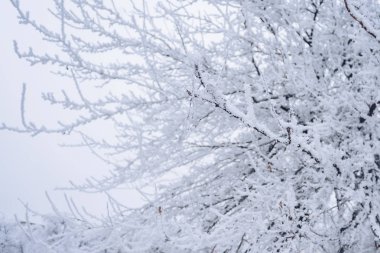 ayaz ağaç dalı ile kar kış