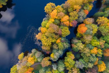 Forest Edge Over Lake. Yukarıdan Aşağıya İHA Hava Görüntüsü. Canlı Sonbahar Renkleri.