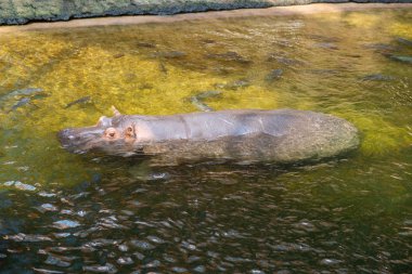 Suaygırı amfibiği sudan dışarı bakıyor.
