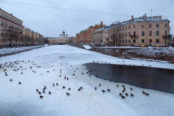 Серый зимний вечер в Санкт-Петербурге, канал Грибоедова. Мигрирующие птицы зимуют в городе . — стоковое фото