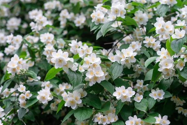 Kwiaty jaśminu (Trachelospermum jasminoides) w kwiatach. — Zdjęcie stockowe