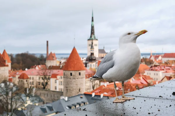 Estland Tallinn Möwe Auf Der Aussichtsplattform Von Tallinn Vyshhorod — Stockfoto