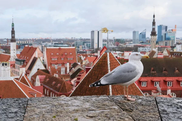 Gros Plan Portrait Mouette Surplombant Ville Médiévale Floue Tallinn Ses — Photo