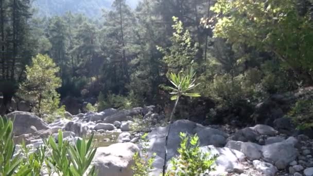 Morning Sunlight Streaming Through Forest Landscape With Small Mountain River. Time-Lapse Pan. — Αρχείο Βίντεο