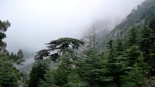 Tempo di nuvolosità Lasso sopra la foresta di montagna — Video Stock
