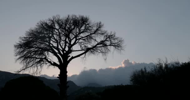 風景の時間経過枯れ木スタンドだけで大きな雲 — ストック動画