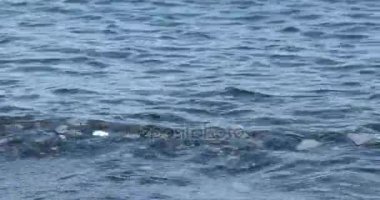 Parlak ve deniz yüzeyi parıldayan bir çakıl taşı sahil şeridi üzerinde inişli çıkışlı dalgalar