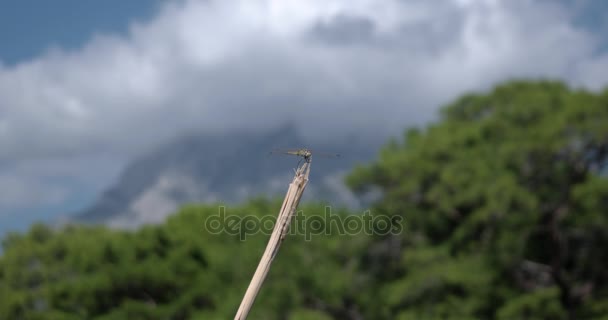 Vragonfly 对山背景，昆虫根棍子的一端 — 图库视频影像