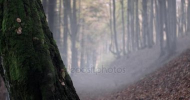 Moss ve bir yol ile sis sonbahar ormandaki yaşlı ağaç