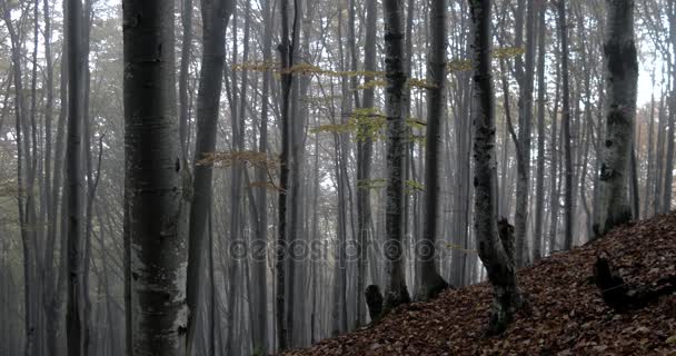 Туманный осенний лес и деревья с разноцветными жёлтыми листьями — стоковое видео