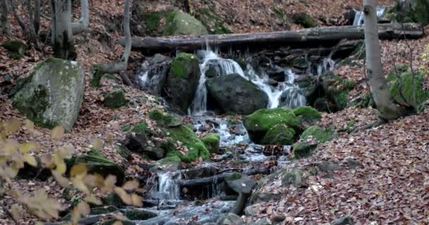 Una cascada en el bosque de otoño de las montañas con follaje amarillo y rocas musgosas — Vídeos de Stock