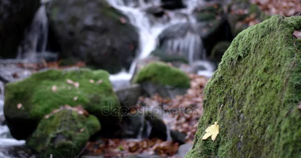 Ein Wasserfall in den Bergen Herbstwald mit gelbem Laub und moosigen Felsen — Stockvideo