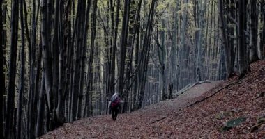 Yerde yatan kırmızı akçaağaç yaprakları yüzlerce orman izinde yürüyen bir Hiker görünümünü kilitli.