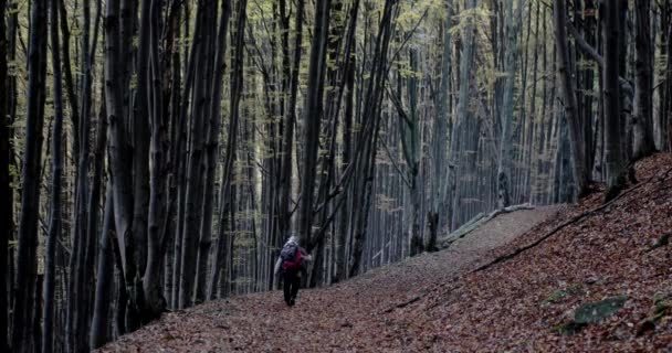 Vista bloqueada de un excursionista caminando por un sendero forestal con cientos de hojas de arce rojo tiradas en el suelo . — Vídeos de Stock