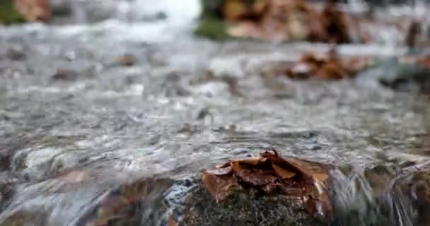 Acqua limpida torrente che scorre attraverso la foresta autunnale con foglie gialle — Video Stock