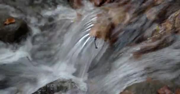 清除水溪流通过与黄色的树叶秋天森林 — 图库视频影像