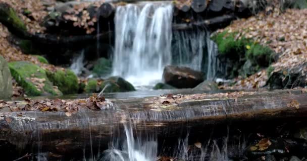 Невеликий водоспад в гори осінній ліс з жовтим листям і моховий порід — стокове відео