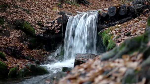 Una pequeña cascada en el bosque de otoño de las montañas con follaje amarillo y rocas musgosas — Vídeos de Stock