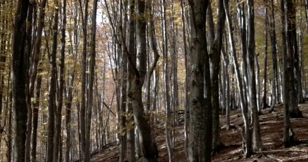 Туманний осінній ліс і дерева з барвистими жовтими листям сповільнити панорамування праворуч — стокове відео