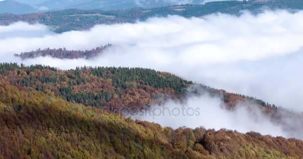 Karpat dağ sırtı ot gündoğumu yükselen çam ve kayın sonbahar sabah sisli sis kaplı — Stok video