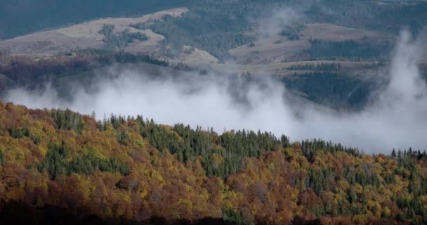 Осінній ранок Туманний туман піднімається над сосни і бука покриті Карпатської гірської гряди ot Sunrise — стокове відео