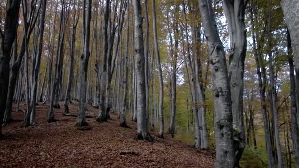 Туманний осінній ліс і дерева з барвистими жовтими листами сповільнюють панорамування ліворуч — стокове відео