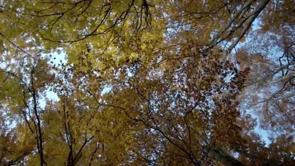 Vista para cima das árvores de queda. Floresta no outono — Vídeo de Stock