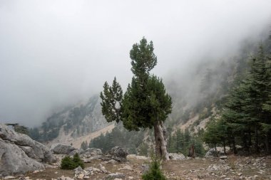 Tahtalı, Türkiye yakın Likya yolu üzerinde ormandaki sis