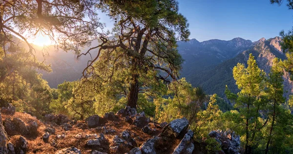Sunset at Lycian trail in turkish green pine forest with pathway Stock Photo