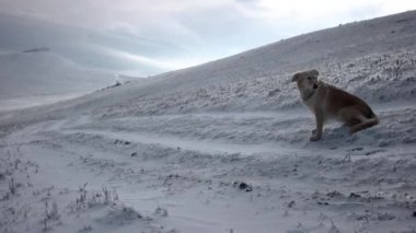 Dağlar, rüzgarlı kış manzara karda oturan golden Retriever köpek