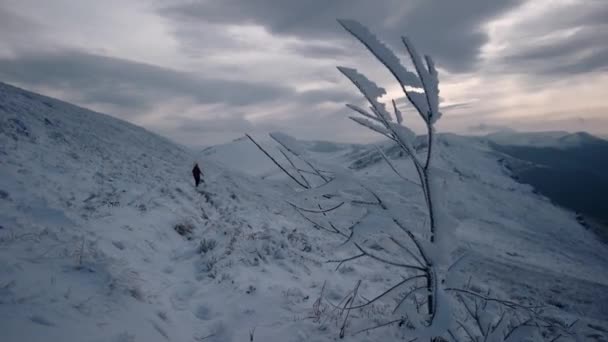 Albero ghiacciato sulle montagne. Ragazza fuori fuoco con uno zaino viaggia montagne innevate . — Video Stock