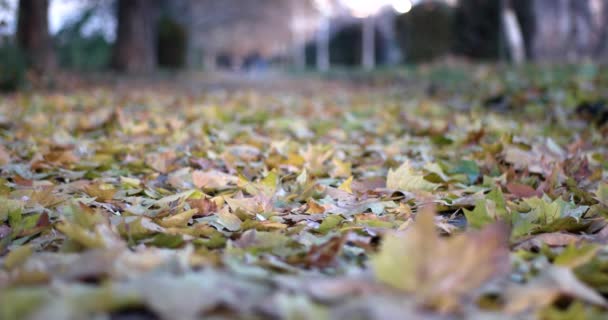 Hombre piernas caminando lejos en hojas caídas en el callejón de otoño . — Vídeos de Stock