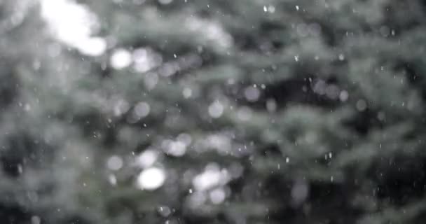 Det snöar. Blured träd bakgrund. Snöflingor. — Stockvideo