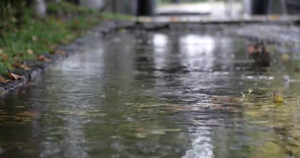 Regn under hösten. Regndroppar falla på en konkret gångväg med vatten och gula och gröna löv — Stockvideo