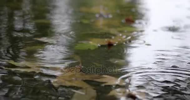 Regn under hösten. Regndroppar falla på en konkret gångväg med vatten och gula och gröna löv — Stockvideo