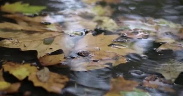 Pioggia in autunno. Le gocce di pioggia cadono su una passerella di cemento con acqua e foglie gialle e verdi cadute — Video Stock