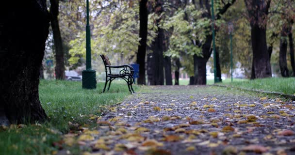 Φθινόπωρο πάρκο της πόλης με φόντο βροχή, πτώση. Βρέχει. Υγρό, βροχερό καιρό. — Αρχείο Βίντεο