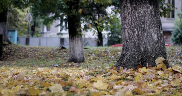 Het stadspark van de herfst met regen achtergrond, val. Regent. Natte, regenachtige weer. — Stockvideo