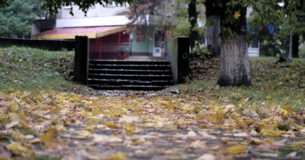 雨背景、秋と秋の都市公園。雨が降っています。ぬれた、雨の天気. — ストック動画