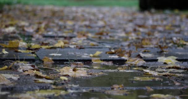 Regentropfen fallen auf die Pfütze mit Herbstblättern — Stockvideo