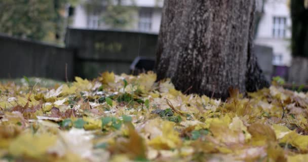 雨背景、秋と秋の都市公園。雨が降っています。ぬれた、雨の天気. — ストック動画