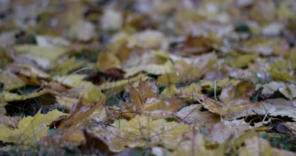 Hösten regn. Regndroppar faller över bladen närbild. — Stockvideo