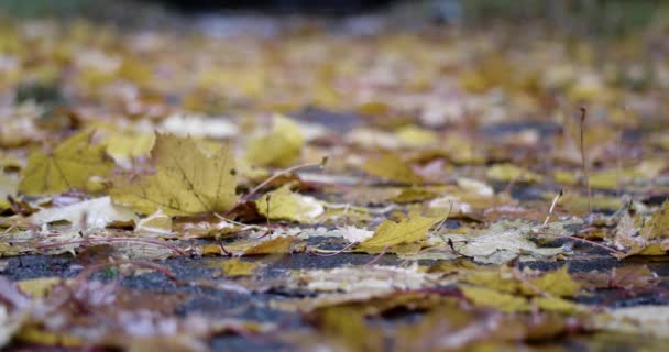 Lluvia de otoño. Lluvia cae cayendo hojas de cerca . — Vídeos de Stock