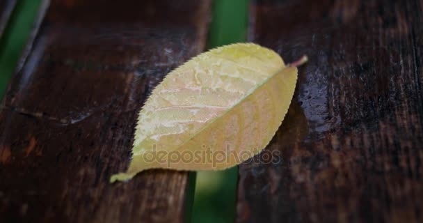 Zlaté podzimní listy na lavičce. Déšť ve městě. Podzim na pozadí. Deštivé počasí. — Stock video